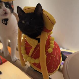 唐僧袈裟宠物衣服西游记同款可爱猫咪披风创意搞笑小头套编织饰品