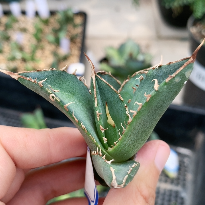 2，海王大顶芽 鲜花速递/花卉仿真/绿植园艺 多肉植物 原图主图