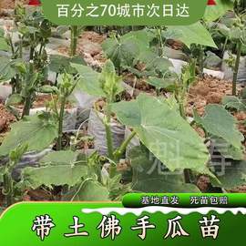 高产佛手瓜种苗春季夏季种植佛手瓜苗，阳台庭院田园，易种植(易种植)秧苗