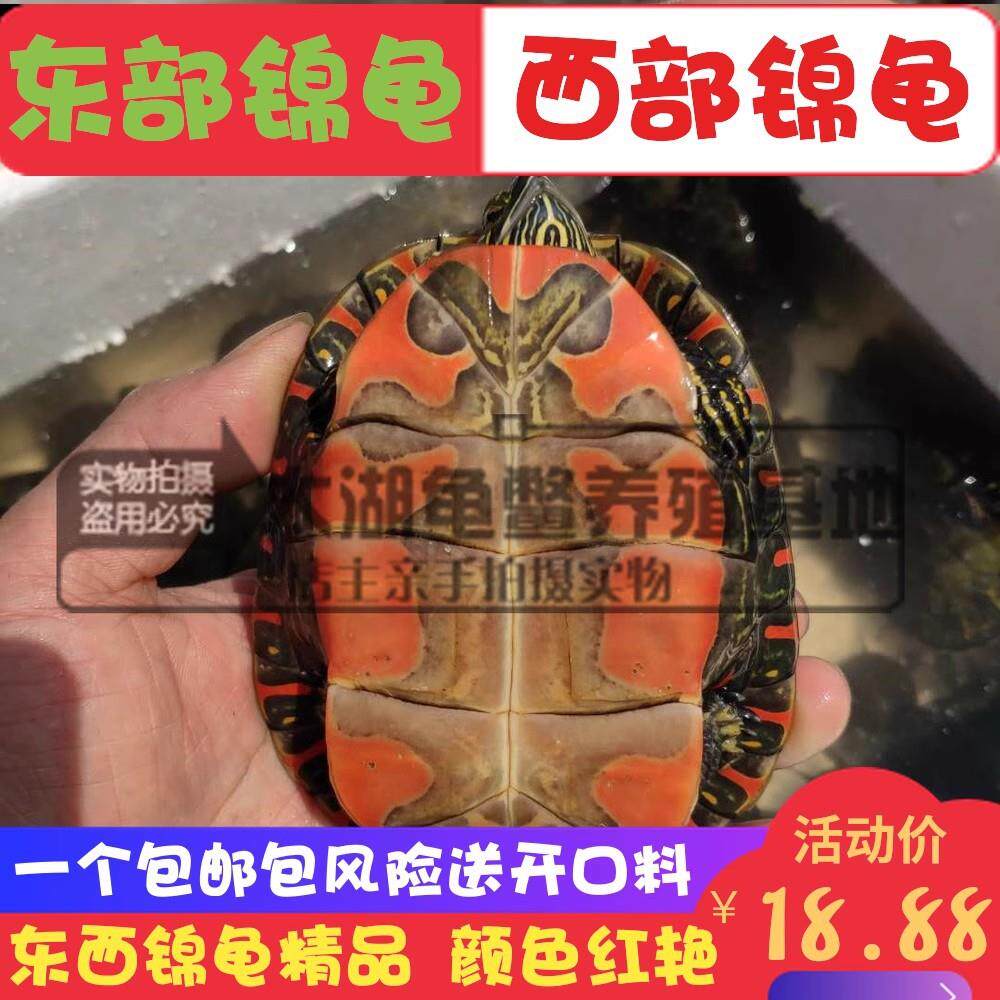 外塘东部锦龟西锦龟小乌龟深水观赏西锦水龟西部锦龟养殖场