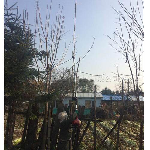 树枝修剪汽油背负高枝锯1-6米园林果树修枝剪汽油背负剪枝锯