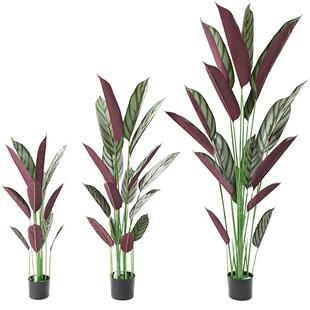 ins风造仿生飞竹芋盆栽室内落地羽大绿植装人飞羽竹芋饰办型公室