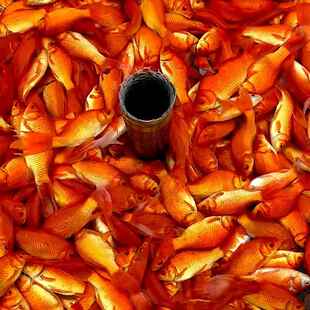 纯种凤尾大红草金鱼淡水观赏鱼好养耐活冷水招财锦鲤活鱼金鱼活鱼