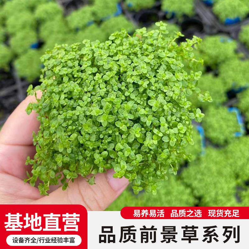 鱼缸前景草水草趴地珍珠迷你矮珍珠迷你牛毛日本矮珍珠天湖