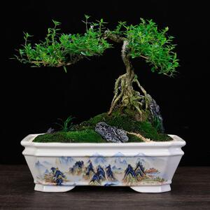 宜124兴紫砂花盆高榕温流釉面长方桌形盆景台阳摆件文竹树蝴蝶兰