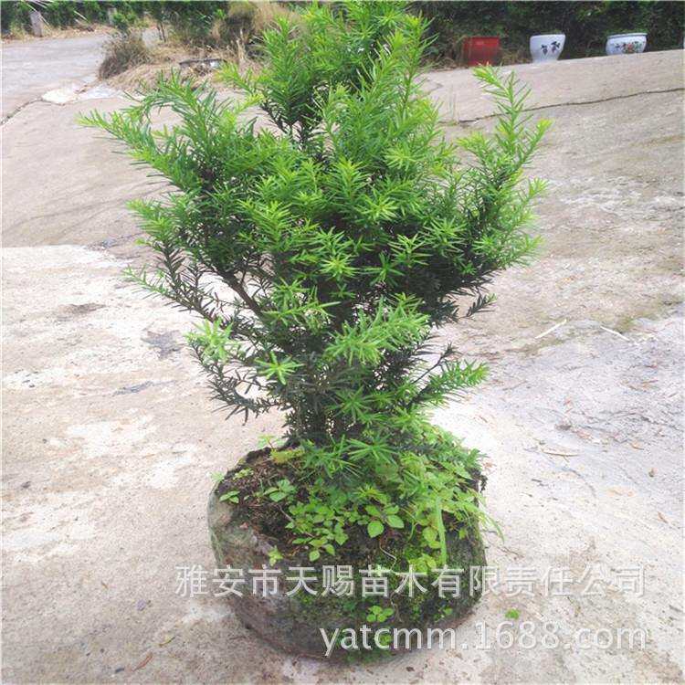 基地容器苗高80cm 庭院观赏绿植曼地亚红豆杉树 绿化苗木耐寒