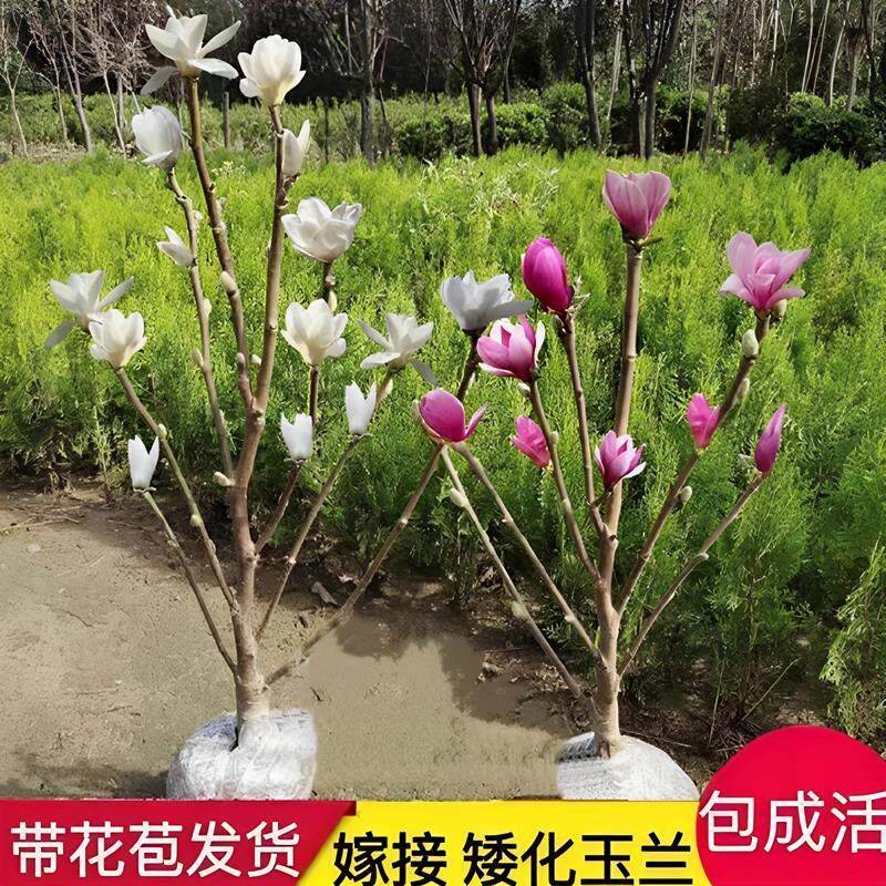 矮化嫁接紫玉兰苗玉兰花树苗南北方种植盆栽花卉植物带花苞发货