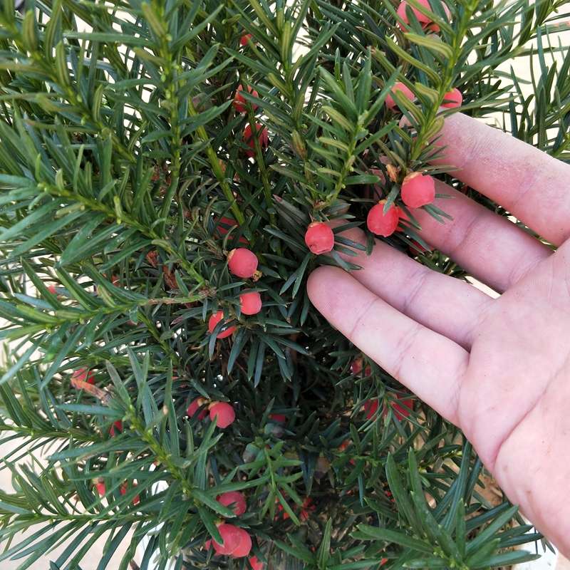 红豆杉盆栽树苗北方南方植物室内曼地亚红豆杉苗盆景老桩四季常青