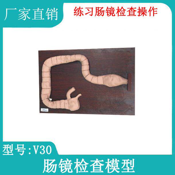 乙状结肠镜检查模型肠镜检查演示训练教学模型自然大肠镜模型