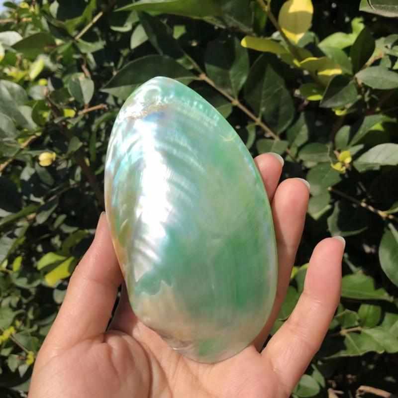 天然贝壳海螺珍珠蛤珍珠蚌壳绿色彩色扇贝家居装饰品水族鱼缸造景