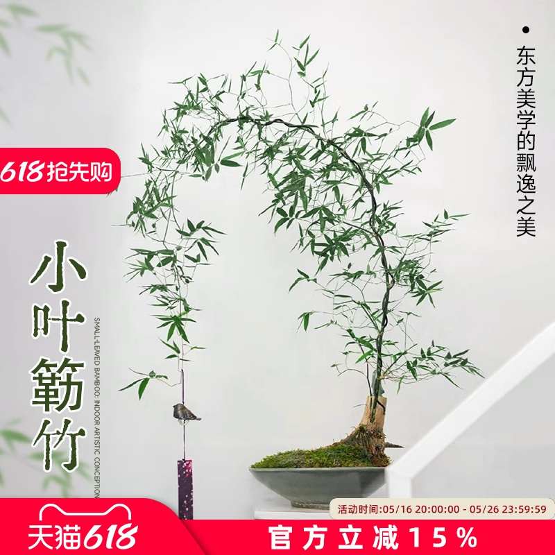 小叶簕竹竹子盆栽老桩竹簕办公室绿植物生桩室内禅意成品盆景熟桩