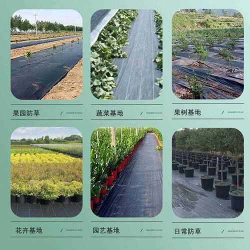 农555采购加态厚防草布除草布用果地布地膜厂园家直销新款生遮草