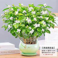 茉莉花盆栽花卉植物室內(nèi)花苗四季開花濃香好養(yǎng)易活九里香老樁綠植