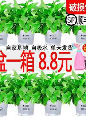 新房吸甲醛净化空气绿萝盆栽室内植物水培大叶绿箩绿植家用花卉
