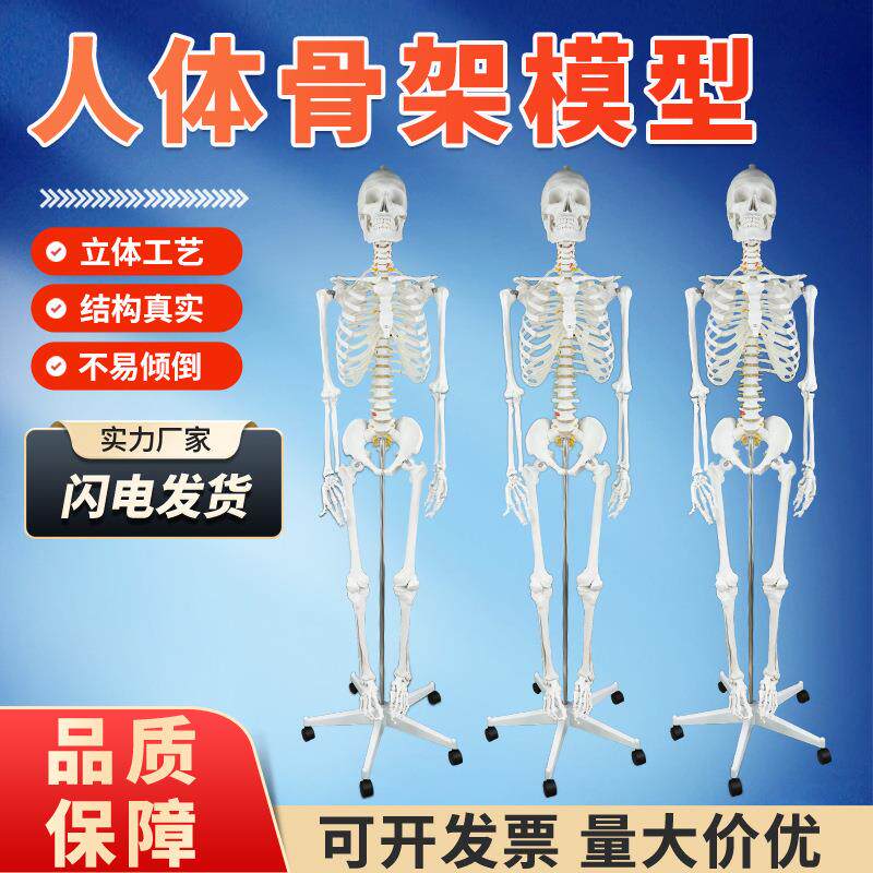 自然大人体骨骼模型170CM成人大白骷髅标本教学脊椎全身骨架模型