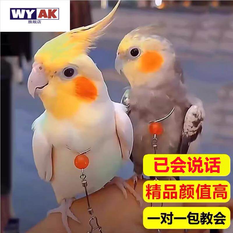 会说话的鹦鹉纯手养已唱歌宠物玄凤活鸟黄化原始灰珍珠可繁殖大型