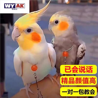 会说话的鹦鹉纯手养已唱歌宠物玄凤活鸟黄化原始灰珍珠可繁殖大型
