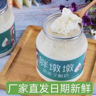 胖墩墩奶皮子酸奶550克牧区手工孕妇儿童零食内蒙古水果特产捞