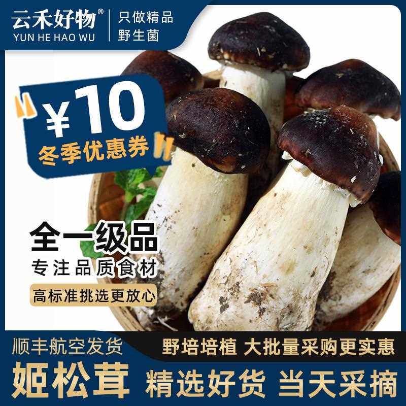 云南精品姬松茸新鲜菌菇特产菇类巴西菇食用菌松茸蘑菇松耸赤松茸