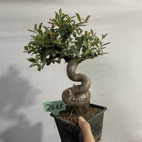 火棘盆景 金玉满堂吉祥果火棘树苗南北方耐寒植物四季常青