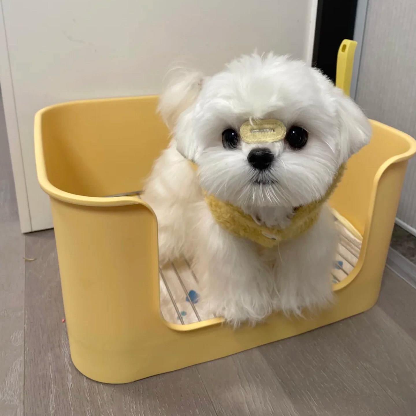 狗厕所中小型犬专用防踩屎便盆尿盆加深大号定点排便不锈钢狗砂盆