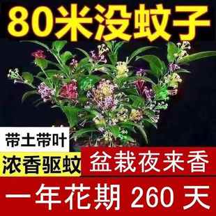 开花好养易活 夜来香花树苗九里香盆栽植物室内外阳台庭院驱蚊四季