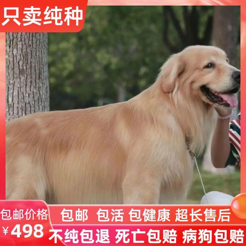 纯种拉布拉多幼犬导盲犬金毛