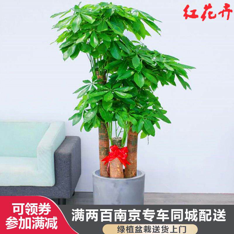 发财树盆栽室内 开业乔迁 常青美观 吸甲醛净化空气 南京配送上门