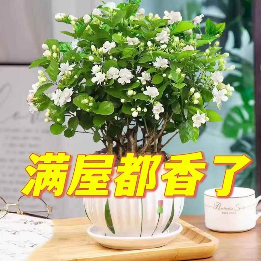 茉莉花苗盆栽花卉植物室内好养绿植九里香四季开花客厅阳台水培