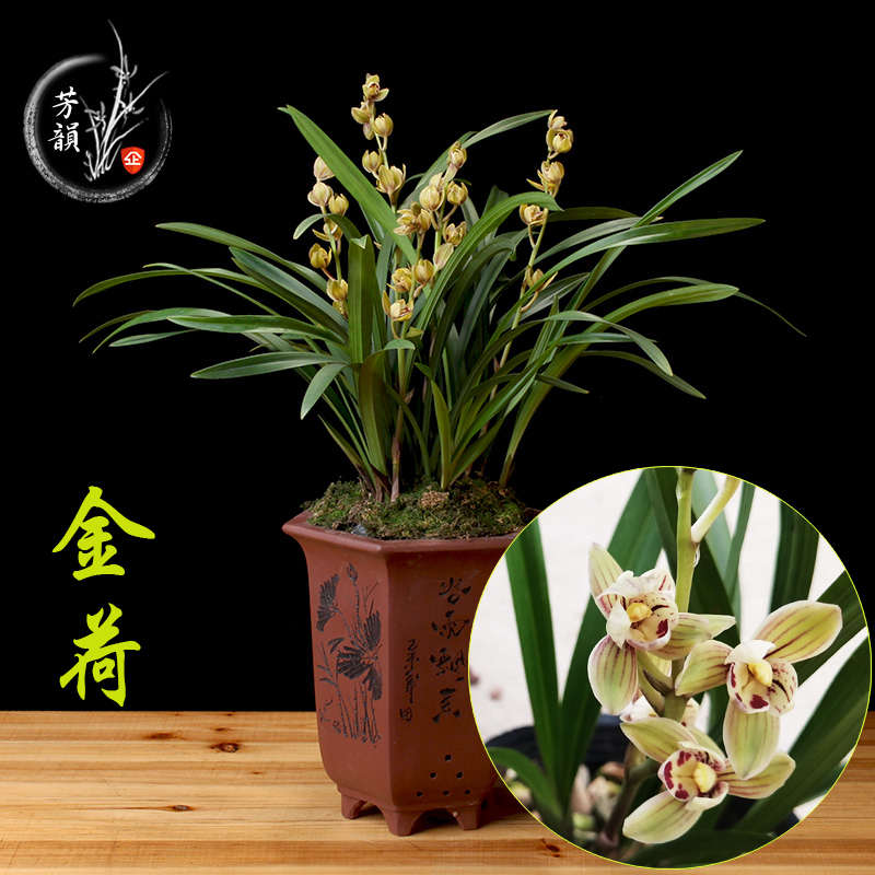 兰花苗建兰矮种金荷花卉绿植盆栽室内阳台客厅卧室办公室观花植物