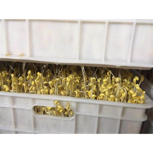 Bean sprout machine芽苗菜豆类生产机 商用黄豆恒温加湿豆芽机