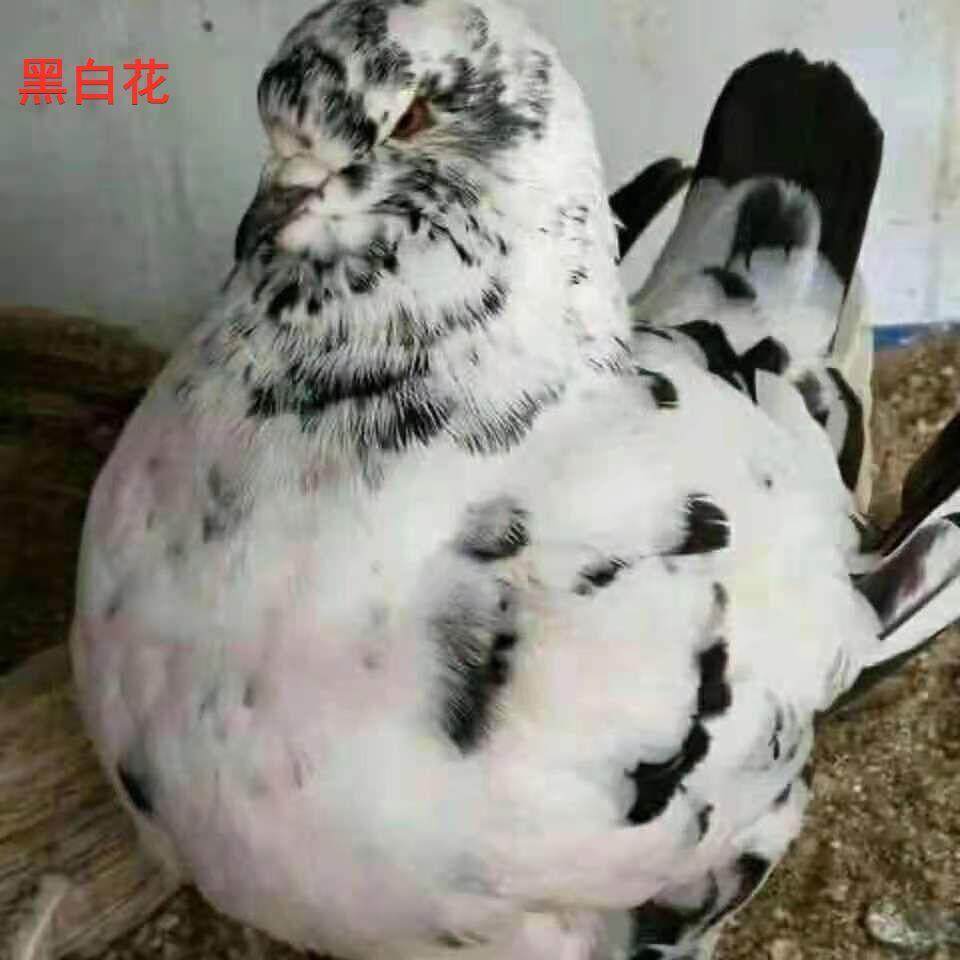 青年种鸡鸽成年大体观赏公斤肉鸽鸟