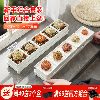 美莳多肉花盆套装组合长条形透气控根塑料植物带托盘含营养土套餐