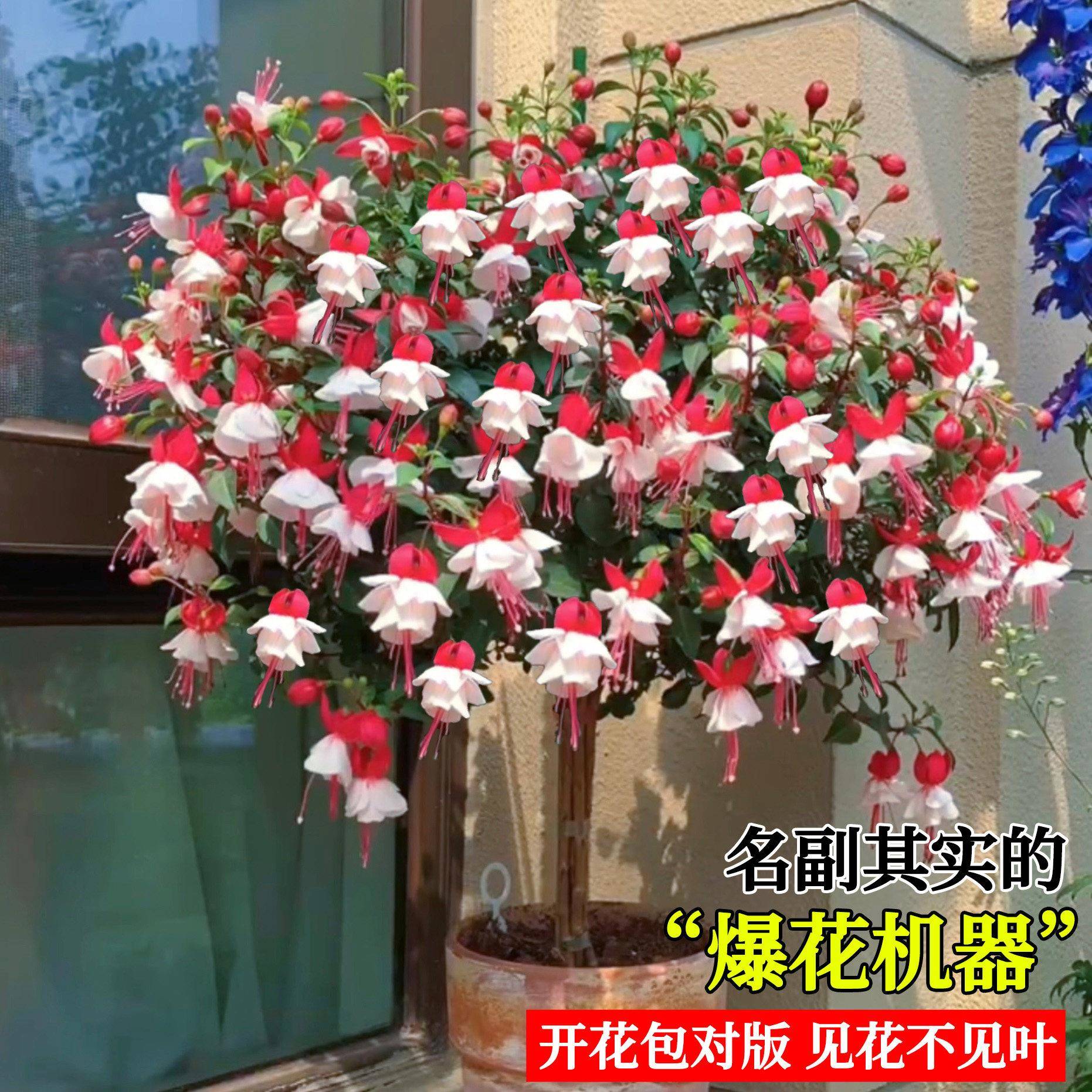 灯笼花倒挂金钟棒棒糖四季开花盆栽带花苞重瓣大花型老桩室内好养图片