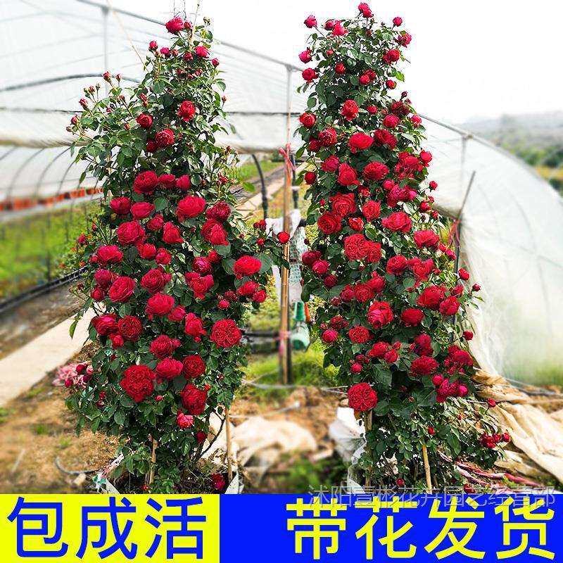 粉色龙沙宝石藤本月季苗爬墙蔷薇玫瑰特大花浓香四季庭院别墅植物