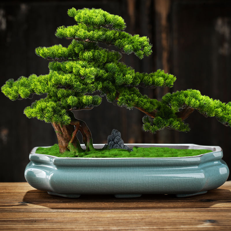 绿植微景观多肉文竹六月雪盆景盆哥窑紫砂冰裂大口径造景花盆陶