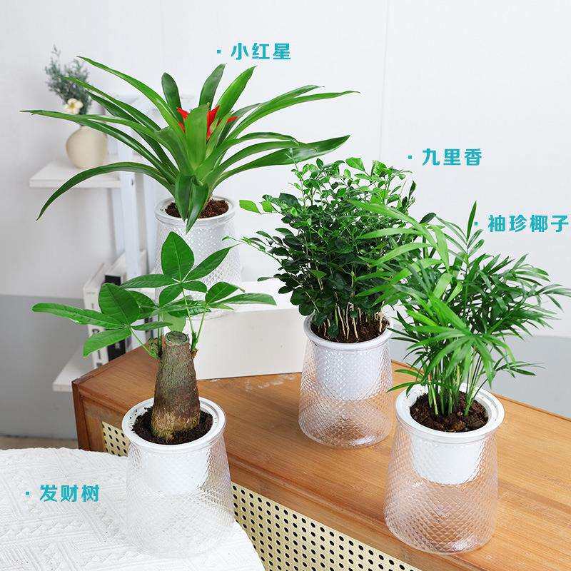 桌面绿植四件套发财树袖珍椰子九里香小红星小盆栽好养水培植物