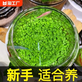 鱼缸水草种子微景观水草泥创意，桌面盆栽水培植物玻璃瓶水造景对叶