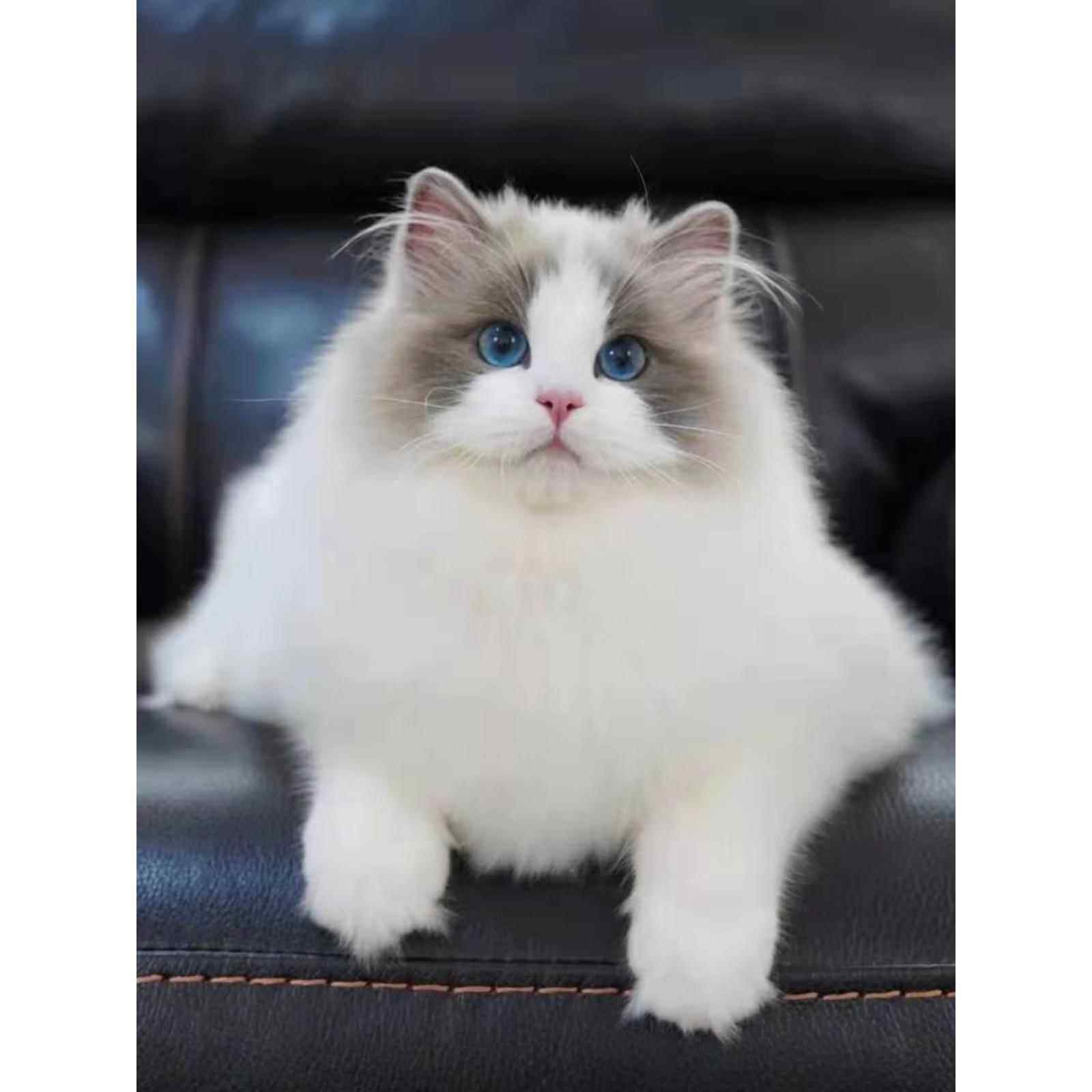 纯种蓝双布偶活体宠物猫赛级海双山猫纹蓝眼仙女猫幼猫家养幼仔