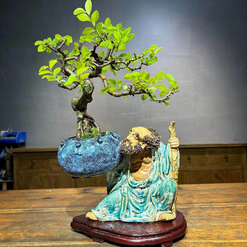 小品榆树枫树雀梅枸骨杜鹃南天竹栀子花铁包金
