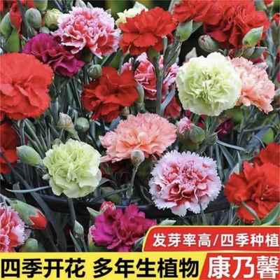 重瓣康乃馨种子四季开花大花混色盆栽耐寒易活绿植花卉种籽