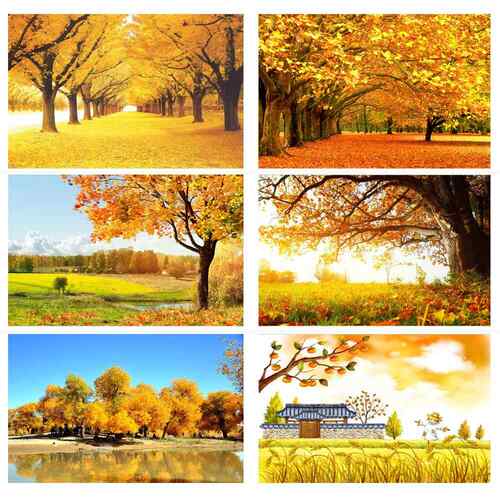 秋天风景海报红枫树林森林自然风光落叶阳光麦田丰收美景装饰贴画