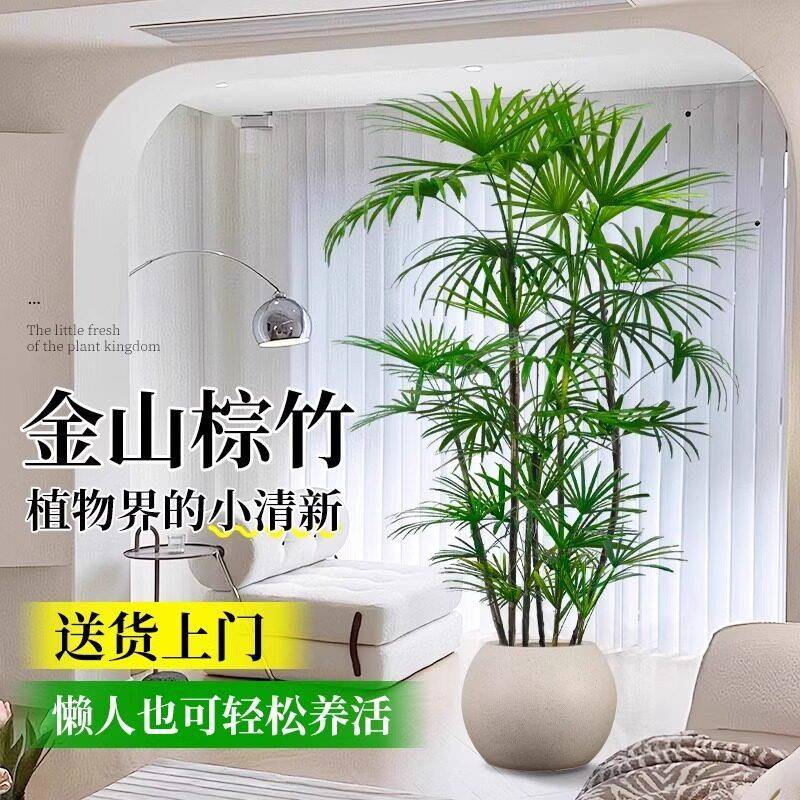 棕竹室内客厅盆栽植物大型落地真绿植吸甲醛神器细叶竹子四季常青