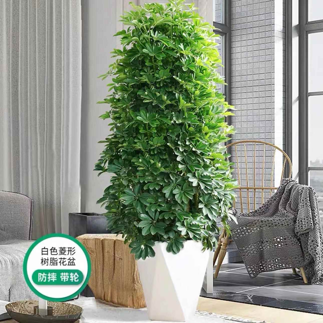 大八方来财七叶莲植物四季常青盆栽大型室内客厅盆栽花卉鸭脚木