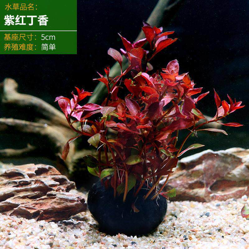 鱼缸养鱼水草真草氧净化水坨草阴性红色植物造景套餐新手入门级