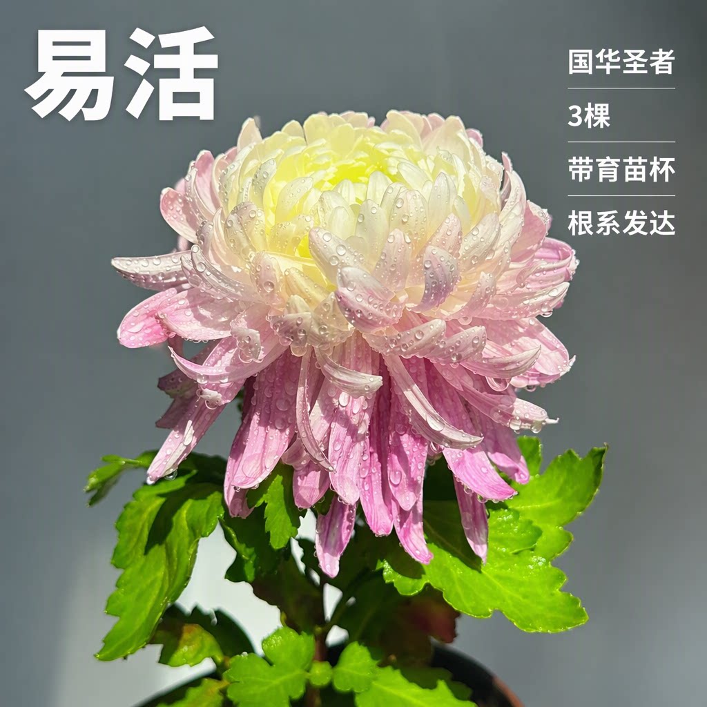 【国华圣者】3棵大菊花苗独本菊花苗盆栽地栽易活根系发达大花菊