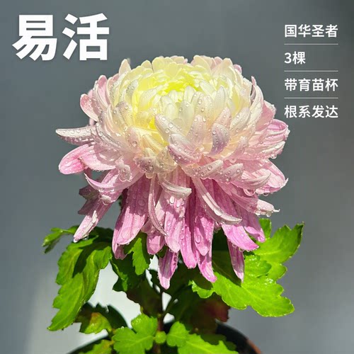 【国华圣者】3棵大菊花苗独本菊花苗盆栽地栽易活根系发达大花菊