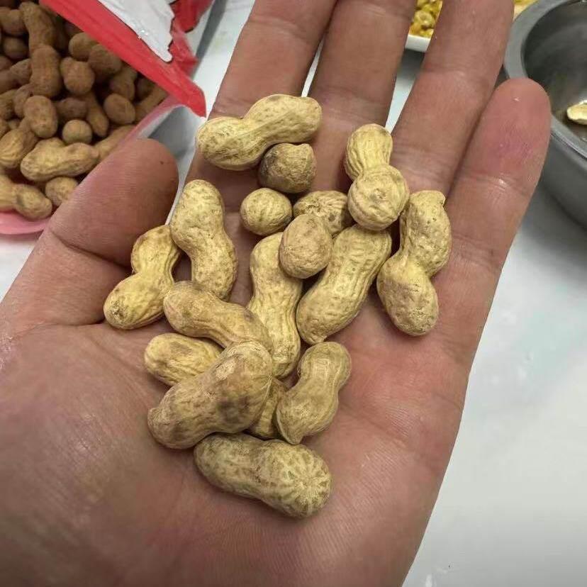 新日期分火候的柴火炒小花生散装颗粒饱满每日现炒原味东北小珍珠