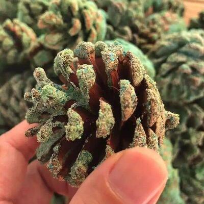 1Pc Natural Pine Cones 3-4cm/5-6cm Magic Fire Colored Flame