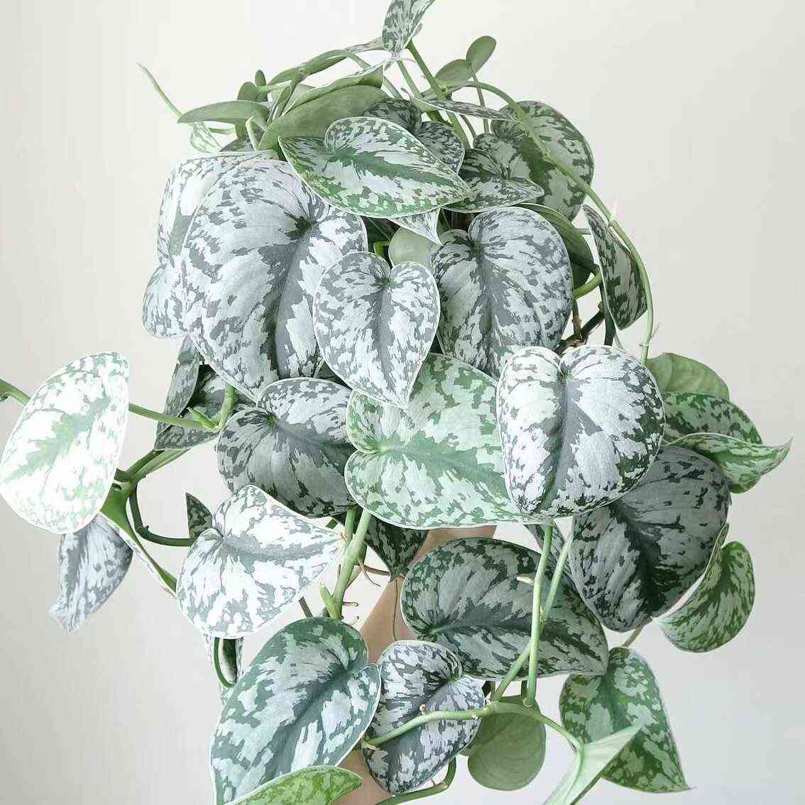 鲸鹿花园 大叶银斑葛Scindapsus pictus 'Exotica'耐阴垂吊植物